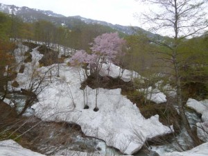 大海川が蛇行した所で山桜が満開となっていた