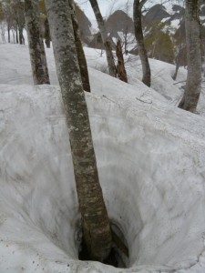 木の回りが５メートルぐらいの穴となっており、この辺りがいかに雪が深いかが分かる