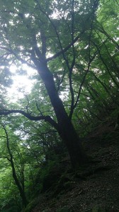 赤嵓滝谷の手前にあった巨木